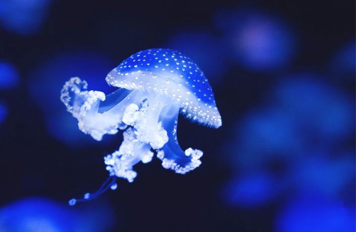 Get all the facts for World Jellyfish Day