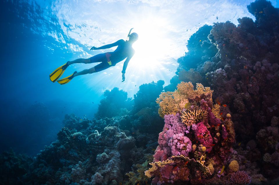 Chasing Coral Documentary Receives Peabody Award