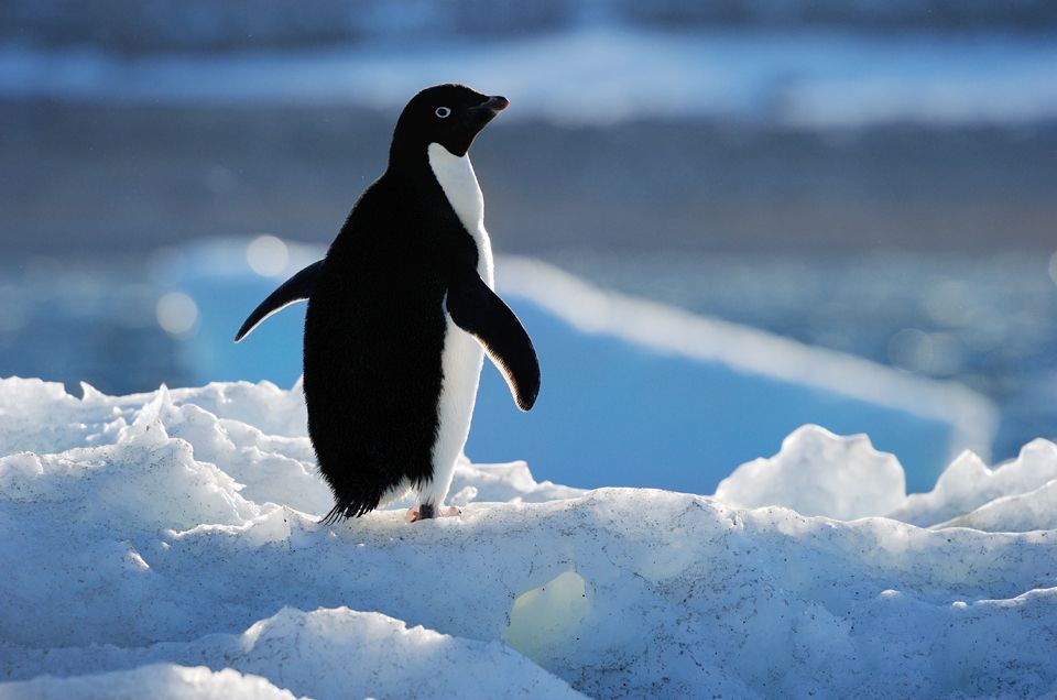 Massive Marine Protected Area Now a Haven for Antartic Wildlife