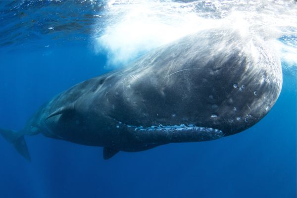 Sperm Whale 